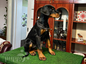 Doberman Pinscher puppy for sale