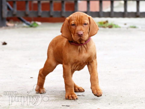 Vizsla welpen kaufen