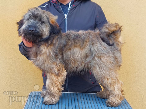 Tibetan Terrier puppy for sale