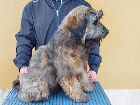 Tibet Terrier welpen kaufen