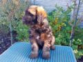 Terrier Tibetano cachorro en venta