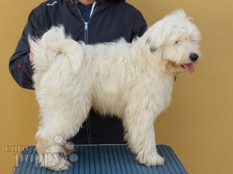 Tibet Terrier welpen kaufen
