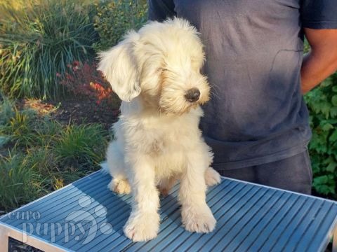 Tibetan Terrier puppy for sale