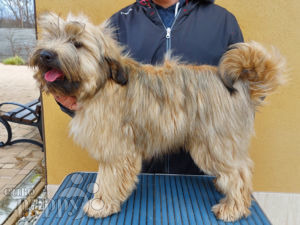 Terrier Tibetano cachorro en venta