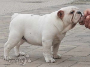 Bulldog cachorro en venta