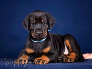 Doberman Pinscher puppy for sale