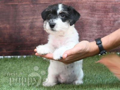 Jack Russell Terrier Beagle Mix Welpen