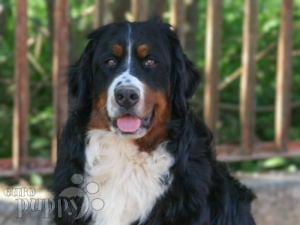 Perro de Montana Barnés cachorro en venta