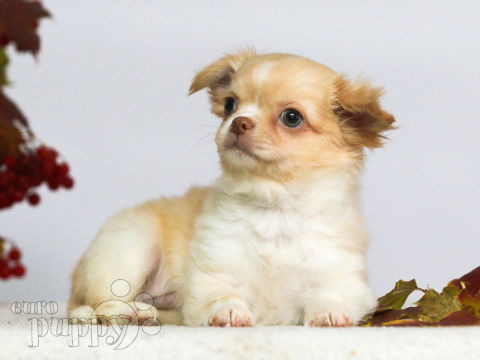 Chihuahua cachorro en venta