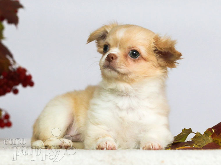 Chihuahua cachorro en venta