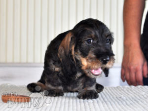 Dachshund puppy for sale