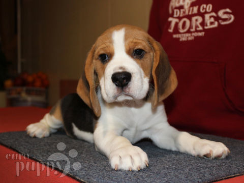 Beagle welpen kaufen