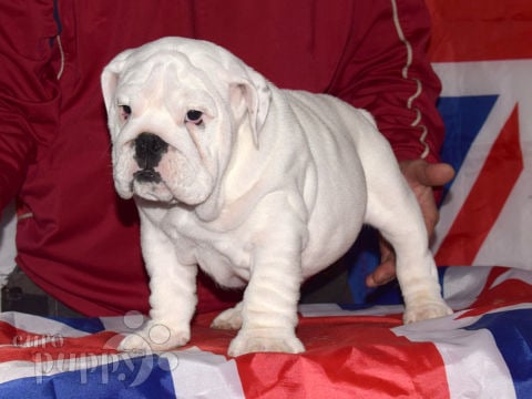 Englische Bulldogge welpen kaufen