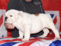 Bulldog Inglés cachorro en venta