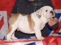 Englische Bulldogge welpen kaufen