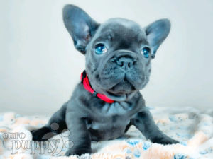 French Bulldog puppy