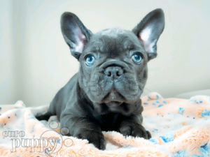 Bulldog Francés cachorro en venta