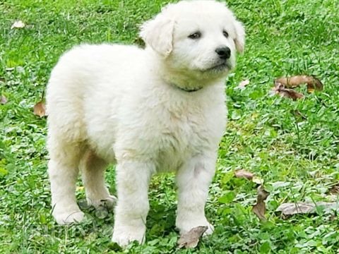 Kuvasz puppy for sale