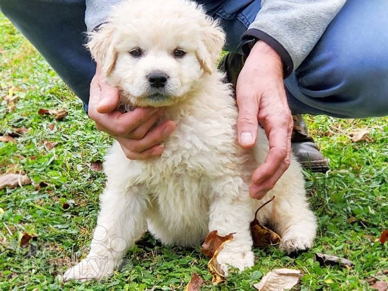 Kuvasz puppy for sale