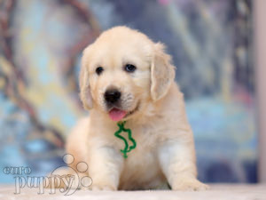 Golden Retriever cachorro en venta