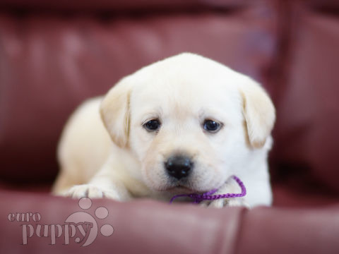 Labrador Retriever welpen kaufen