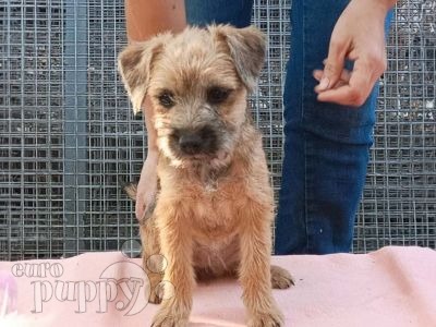 Border terrier schnauzer mix sales for sale