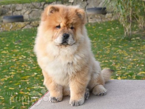 Chow Chow puppy for sale