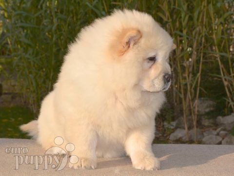 Chow Chow puppy for sale