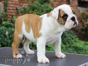 Bulldog Inglés cachorro en venta