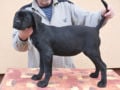 Mastín Italiano cachorro en venta