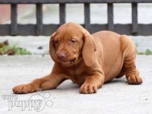Vizsla cachorro en venta