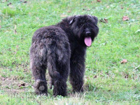 Bouvier puppy for sale