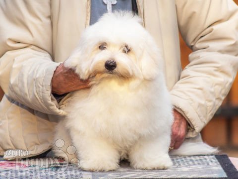 Coton de tulear yorkie mix sales for sale