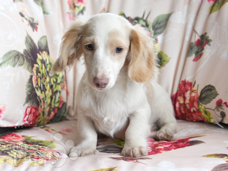 Dachshund puppy for sale