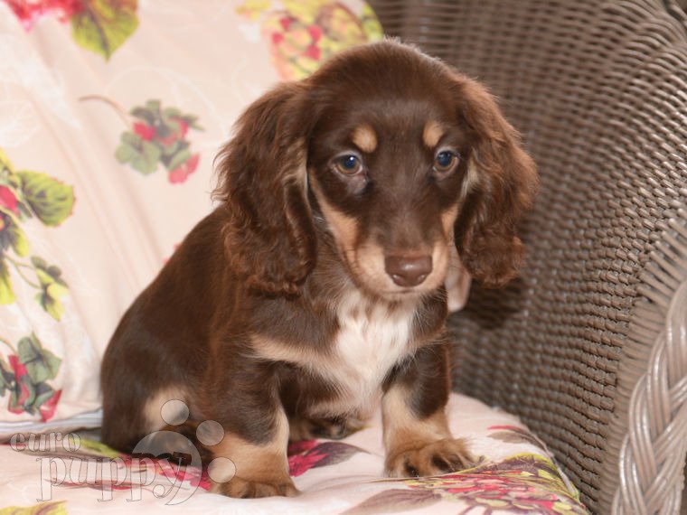 Dachshund puppy for sale