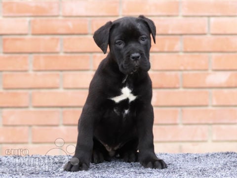 Italian Mastiff puppy for sale
