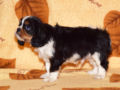 Cavalier King Charles cachorro en venta