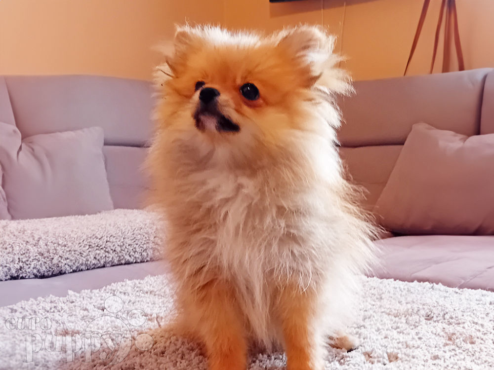 Pomeranian dwarf hot sale spitz for sale