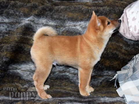 Shiba Inu cachorro en venta