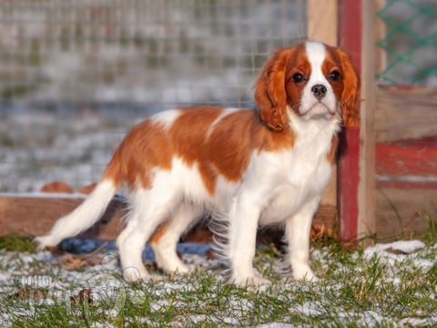 Cavalier King Charles cachorro en venta