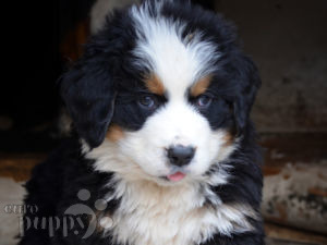 Bernese Mountain Dog puppy for sale