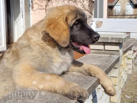 Leonberger puppy for sale