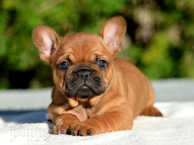 French Bulldog puppy for sale