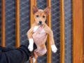 Basenji puppy for sale