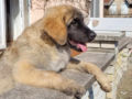 Leonberger cachorro en venta