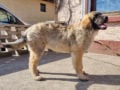 Leonberger cachorro en venta