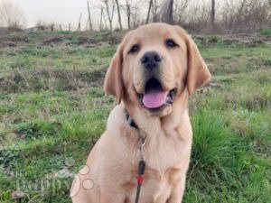 Leopard labrador best sale for sale