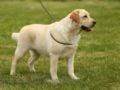 Labrador Retriever cachorro en venta