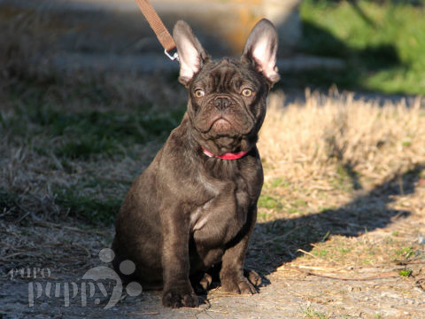 Bulldog Francés cachorro en venta