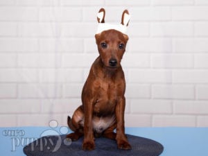 Miniature Pinscher puppy for sale